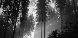 Gracias a ti Gracias a ti